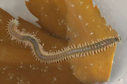 Image of marine ragworm