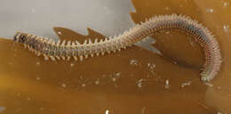 Image of marine ragworm