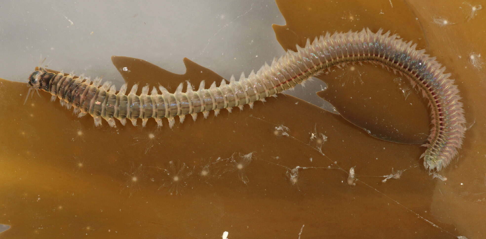 Image of marine ragworm