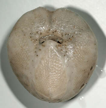 Image of Sea potato