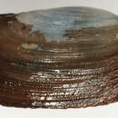 Image of Lutraria lutraria (Linnaeus 1758)