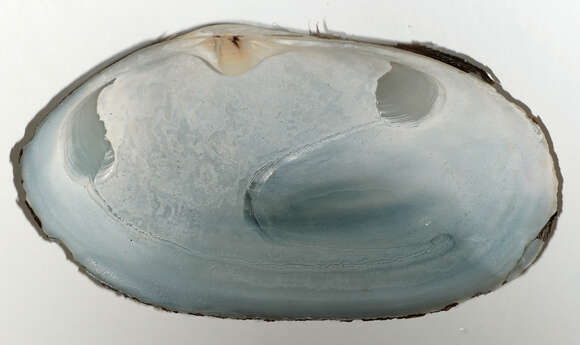 Image of common otter clam