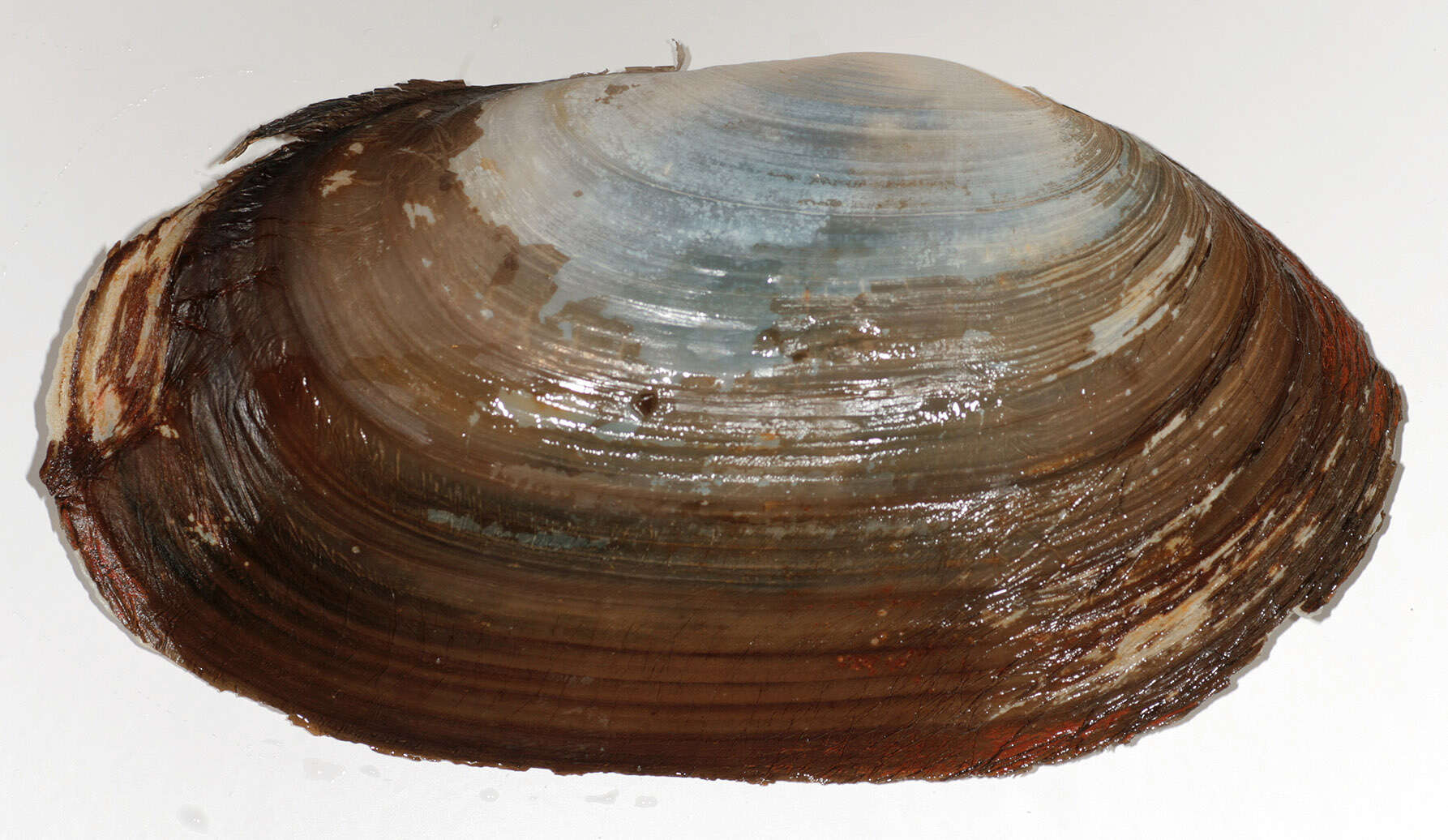 Image of common otter clam