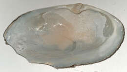 Image of common otter clam