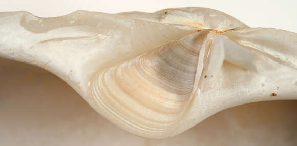 Image of common otter clam