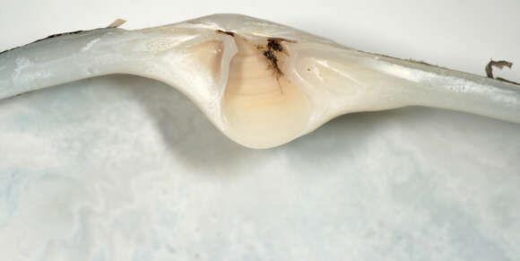 Image of common otter clam