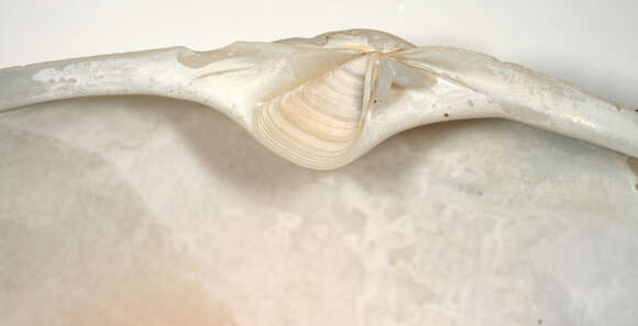 Image of common otter clam