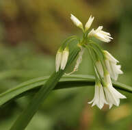 Image of Threecorner leek