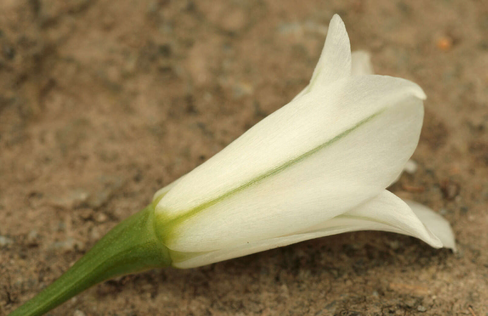 Image of Threecorner leek