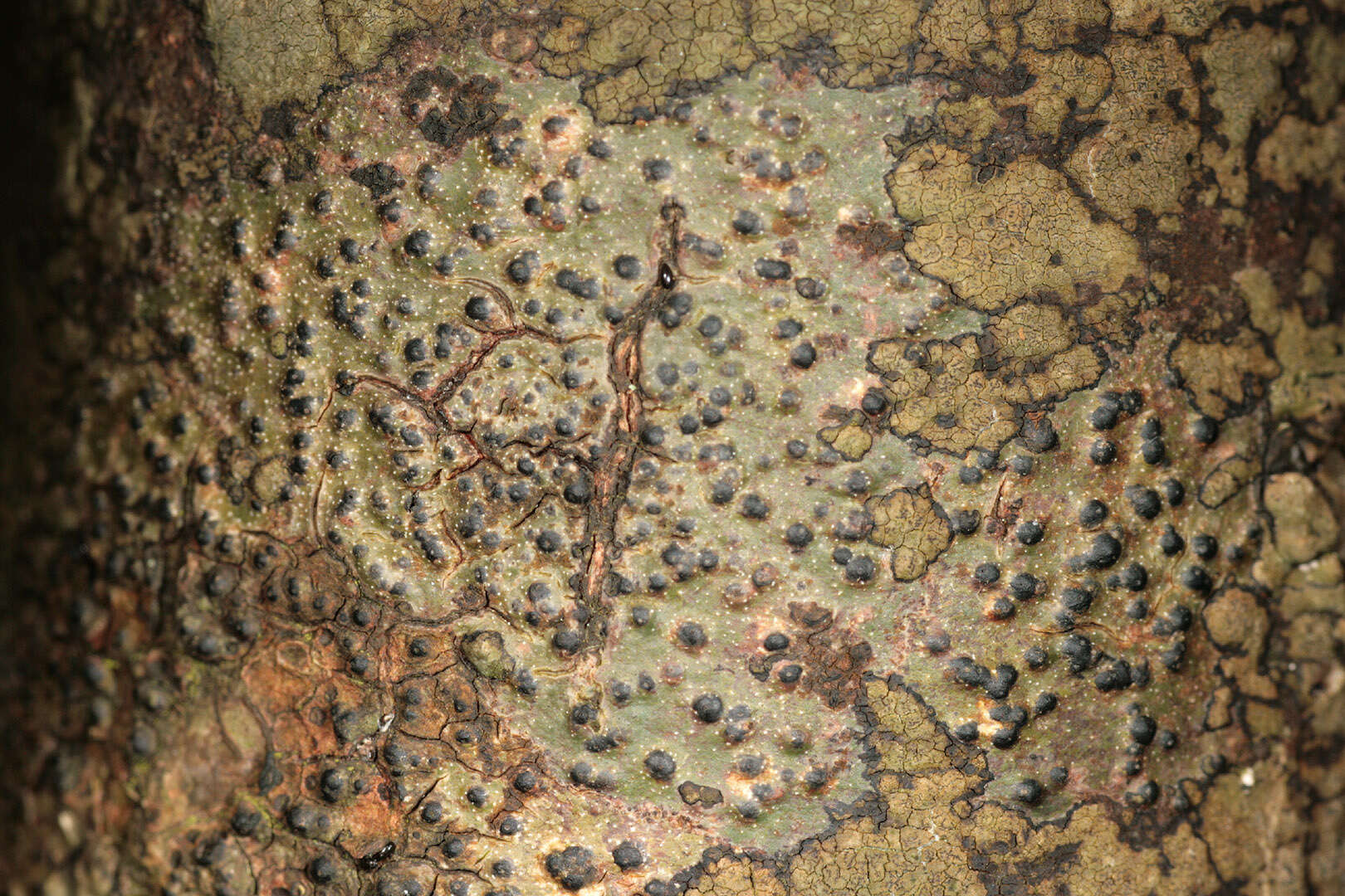 Pyrenula macrospora (Degel.) Coppins & P. James resmi