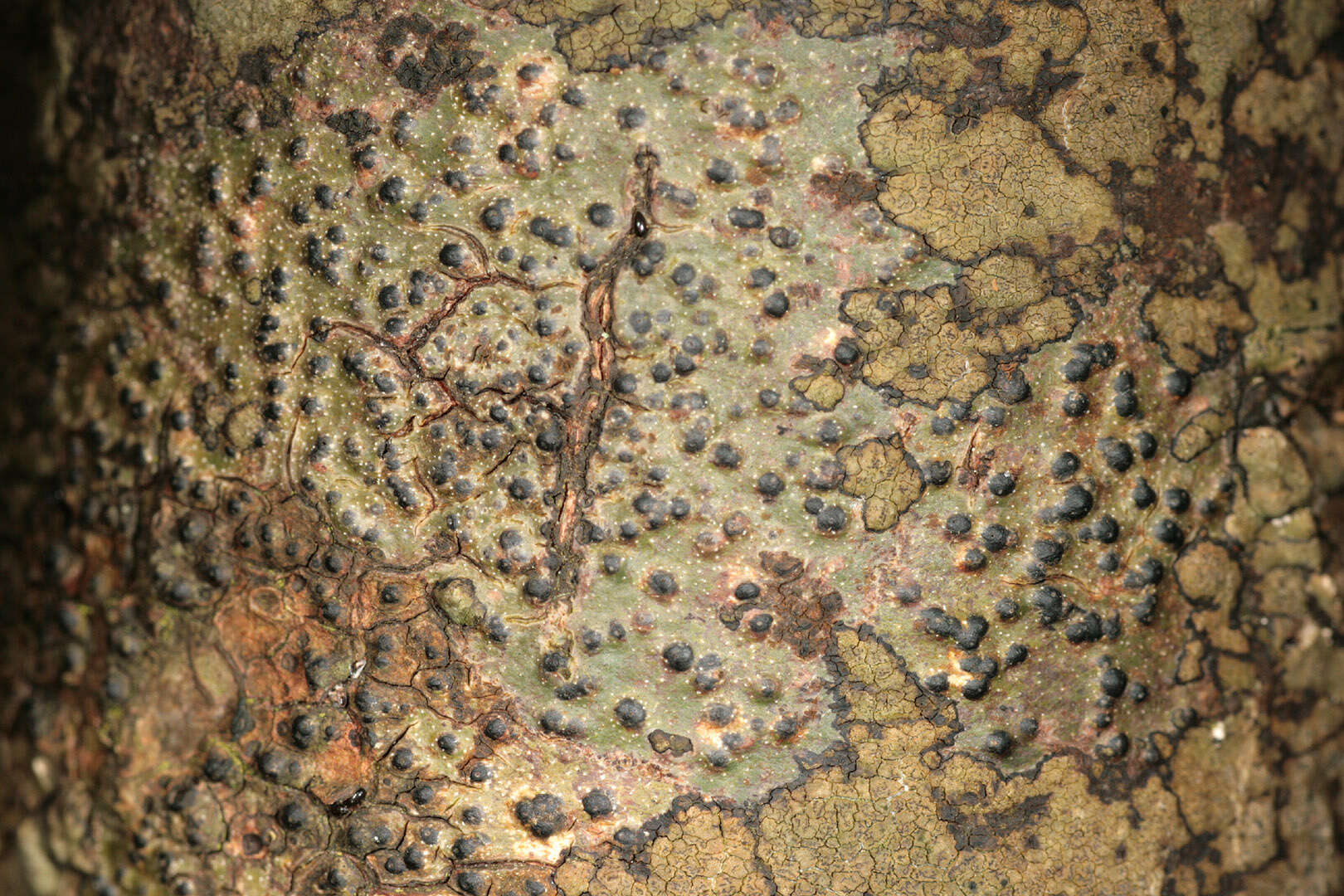 Pyrenula macrospora (Degel.) Coppins & P. James resmi