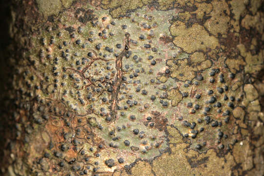 Image of Pyrenula macrospora (Degel.) Coppins & P. James