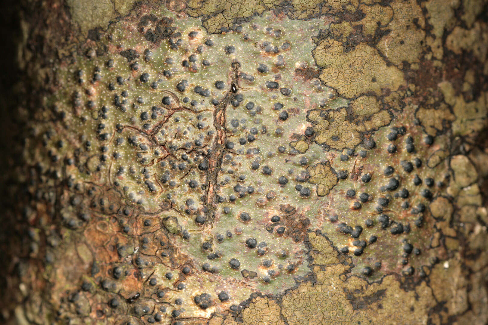 Image of Pyrenulales