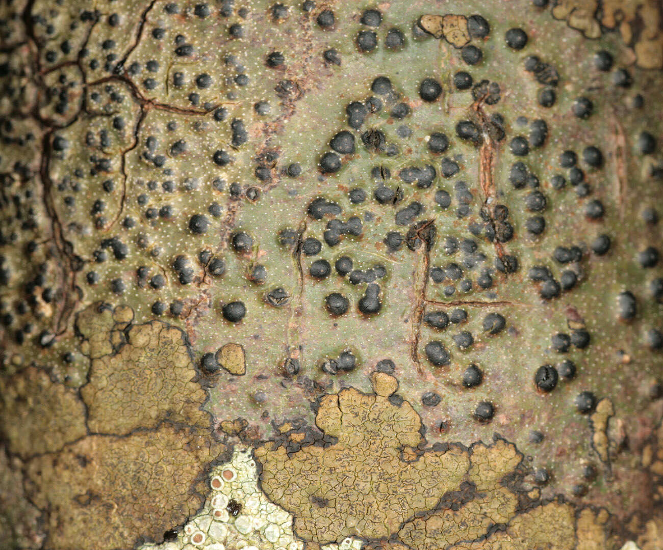 Image of Pyrenulales