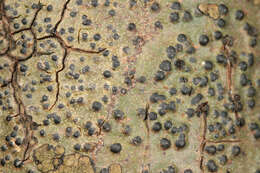 Image of Pyrenulales