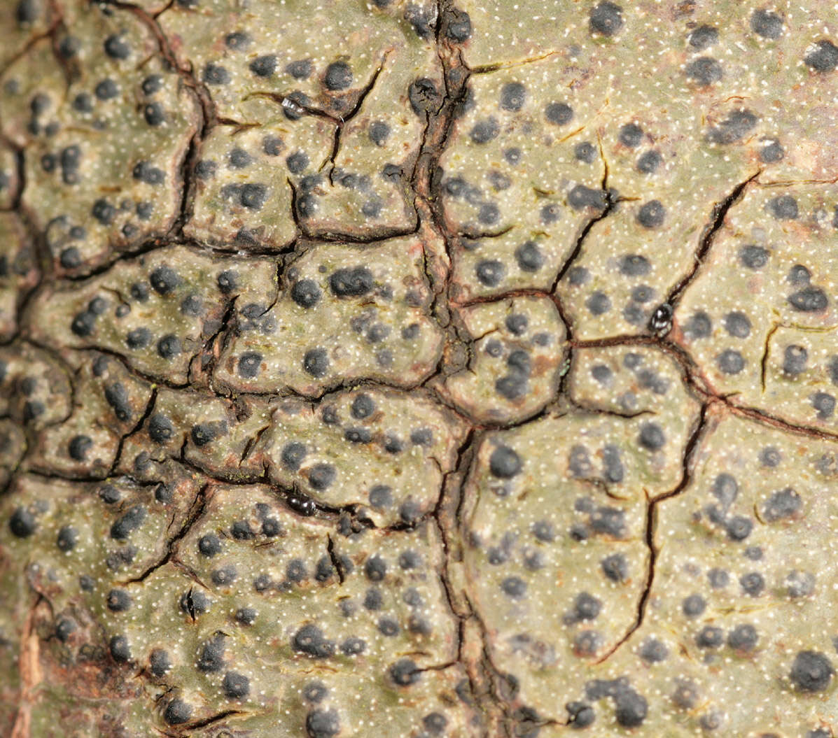 Image de Pyrenula macrospora (Degel.) Coppins & P. James