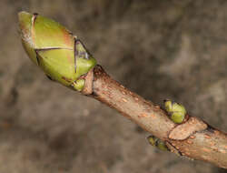 Image of sycamore maple