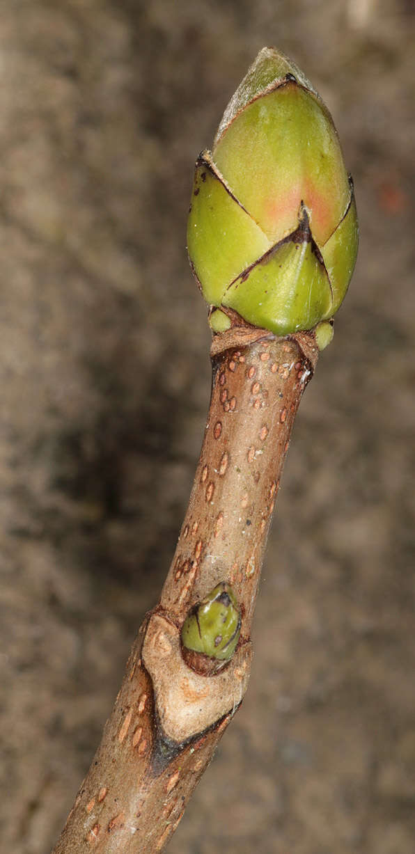 Image of sycamore maple