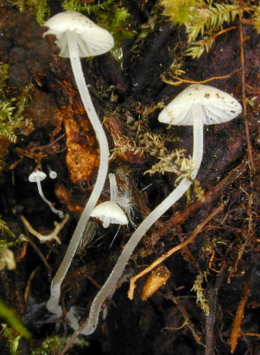 Image of Phloeomana hiemalis (Osbeck) Redhead 2016