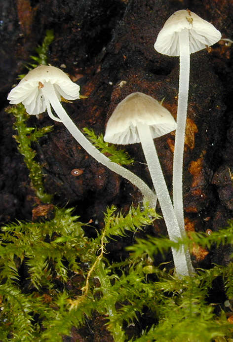 Image of Phloeomana hiemalis (Osbeck) Redhead 2016