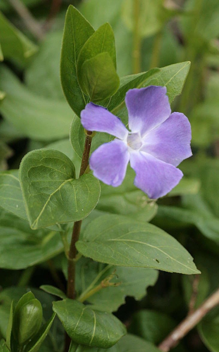 Imagem de Vinca major subsp. major