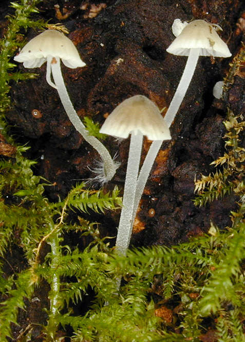 Image of Phloeomana hiemalis (Osbeck) Redhead 2016