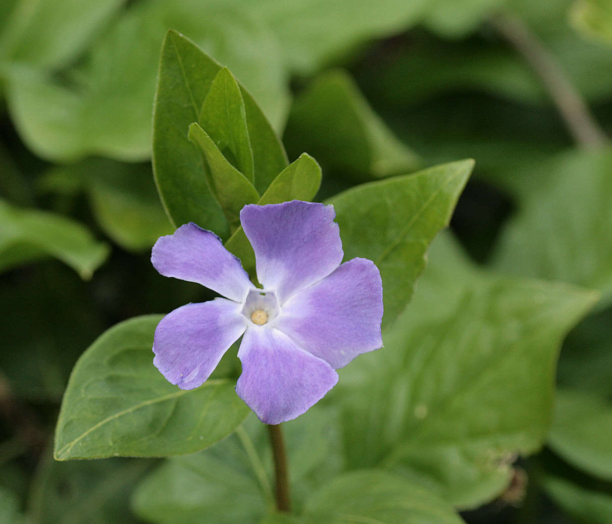 Image of Vinca major subsp. major