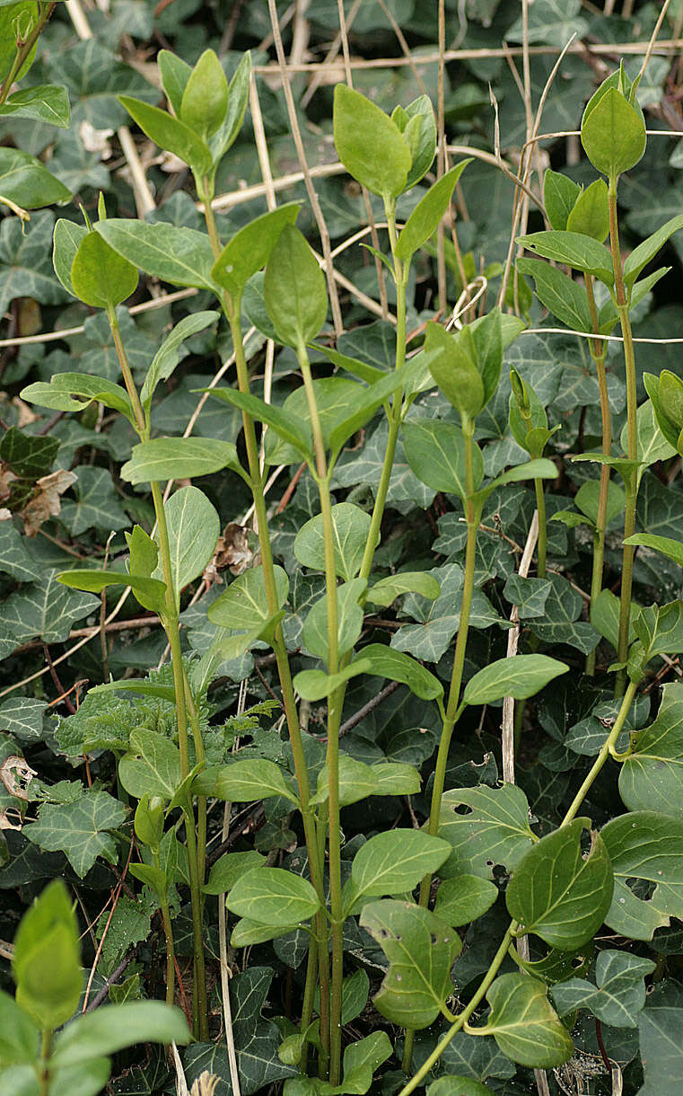 Imagem de Vinca major subsp. major