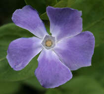 Imagem de Vinca major subsp. major