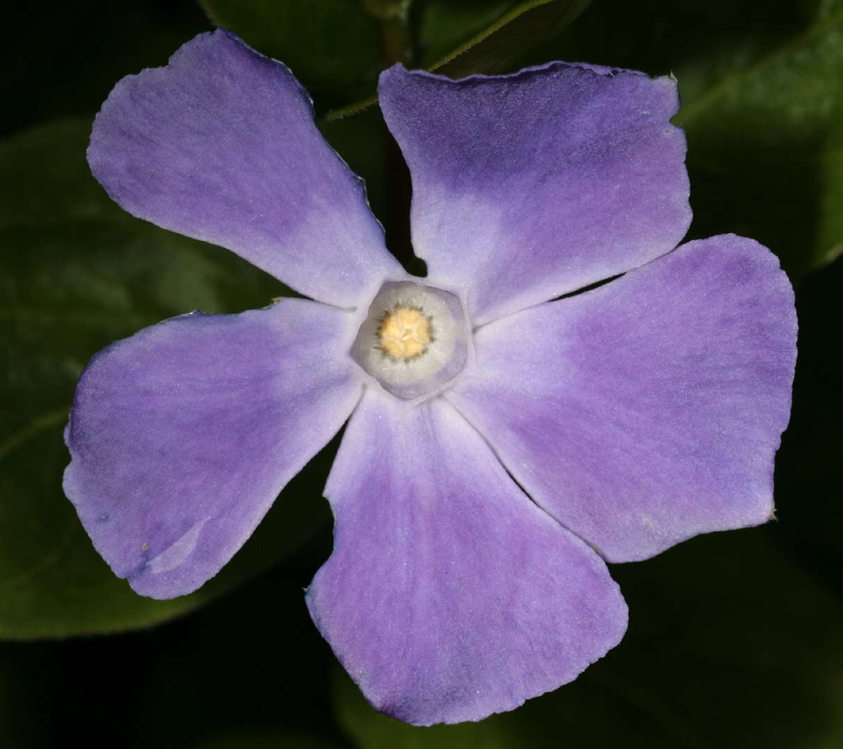 Imagem de Vinca major subsp. major