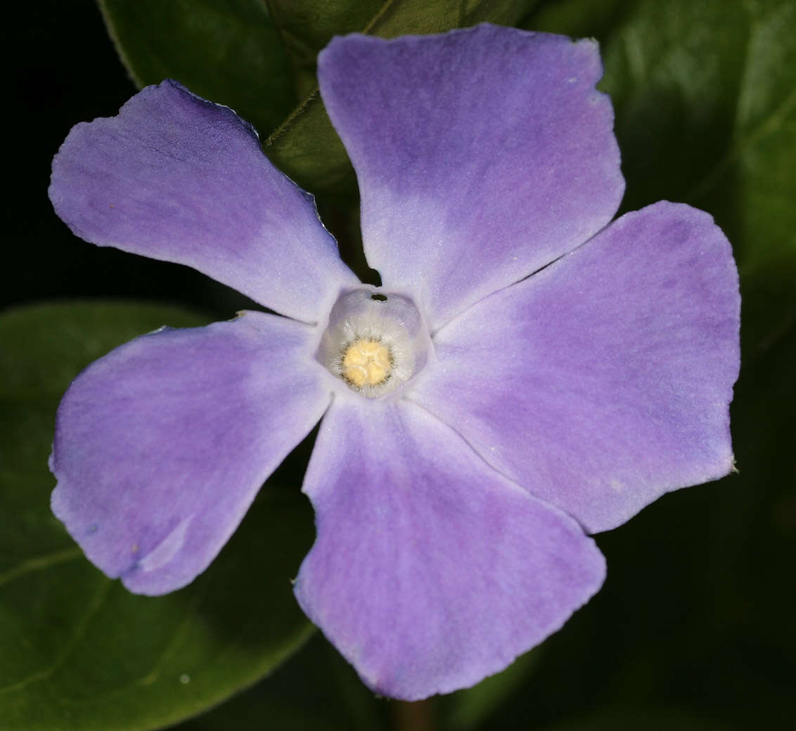 Imagem de Vinca major subsp. major