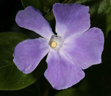 Imagem de Vinca major subsp. major