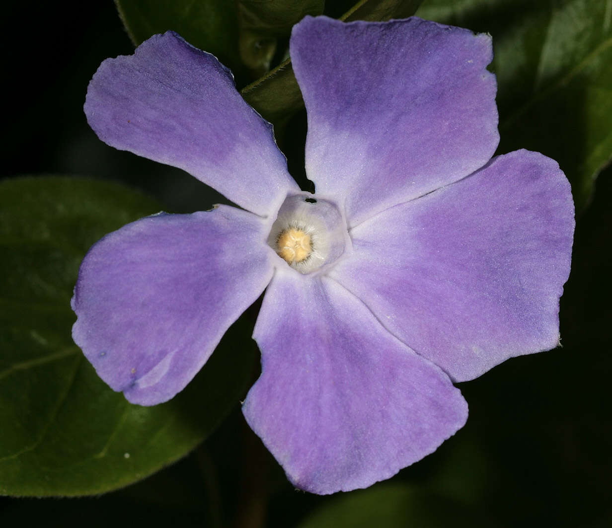 Imagem de Vinca major subsp. major