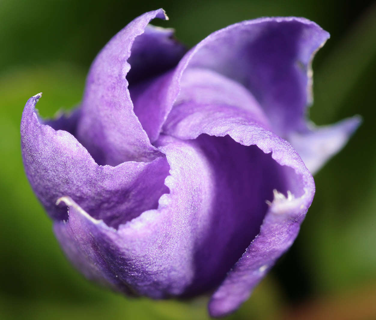 Image of Vinca major subsp. major