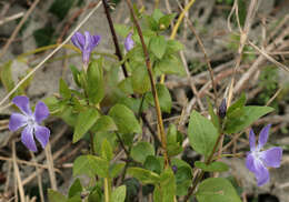 Imagem de Vinca major subsp. major