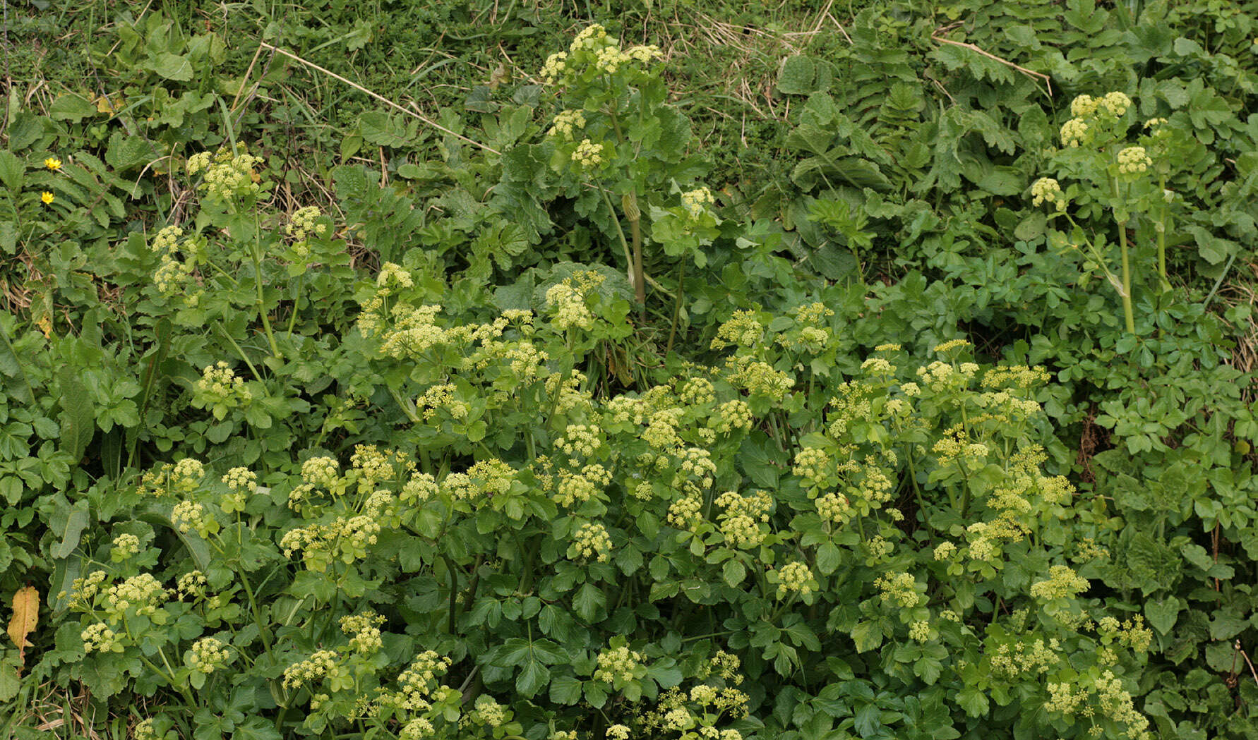 Smyrnium olusatrum L. resmi