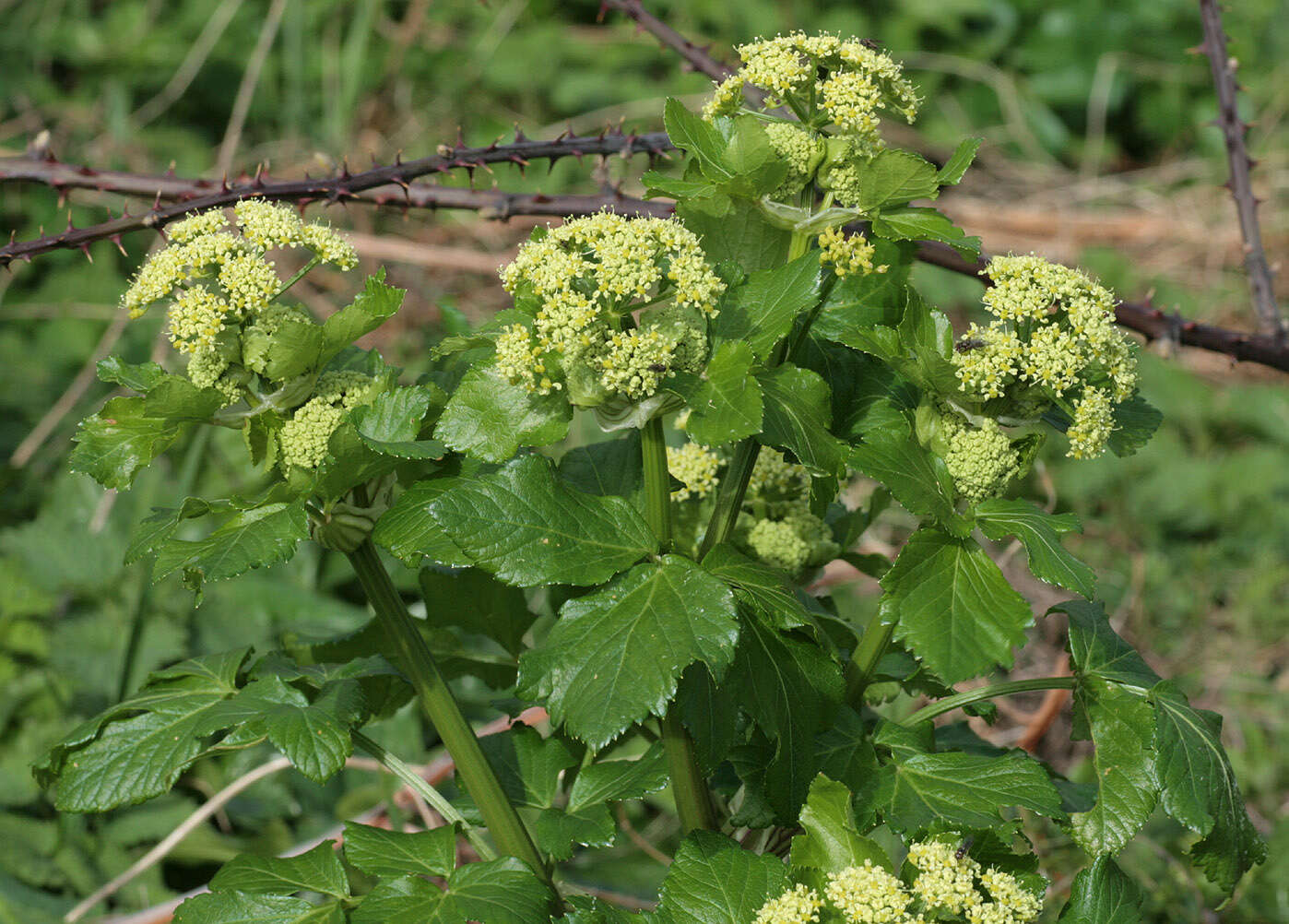 Smyrnium olusatrum L. resmi