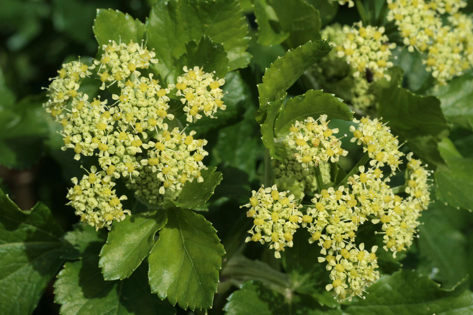 Smyrnium olusatrum L. resmi