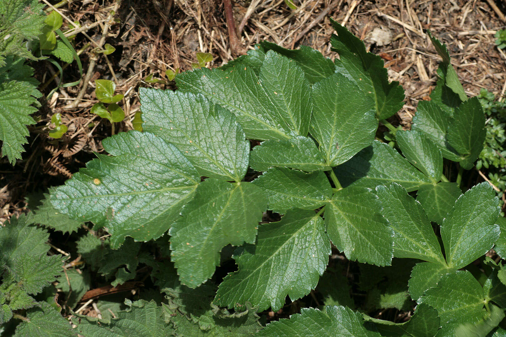 Smyrnium olusatrum L. resmi