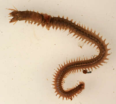 Image of Slender Ragworm