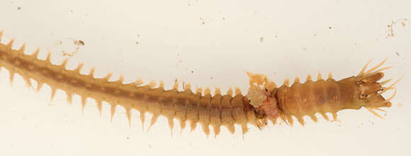 Image of Slender Ragworm