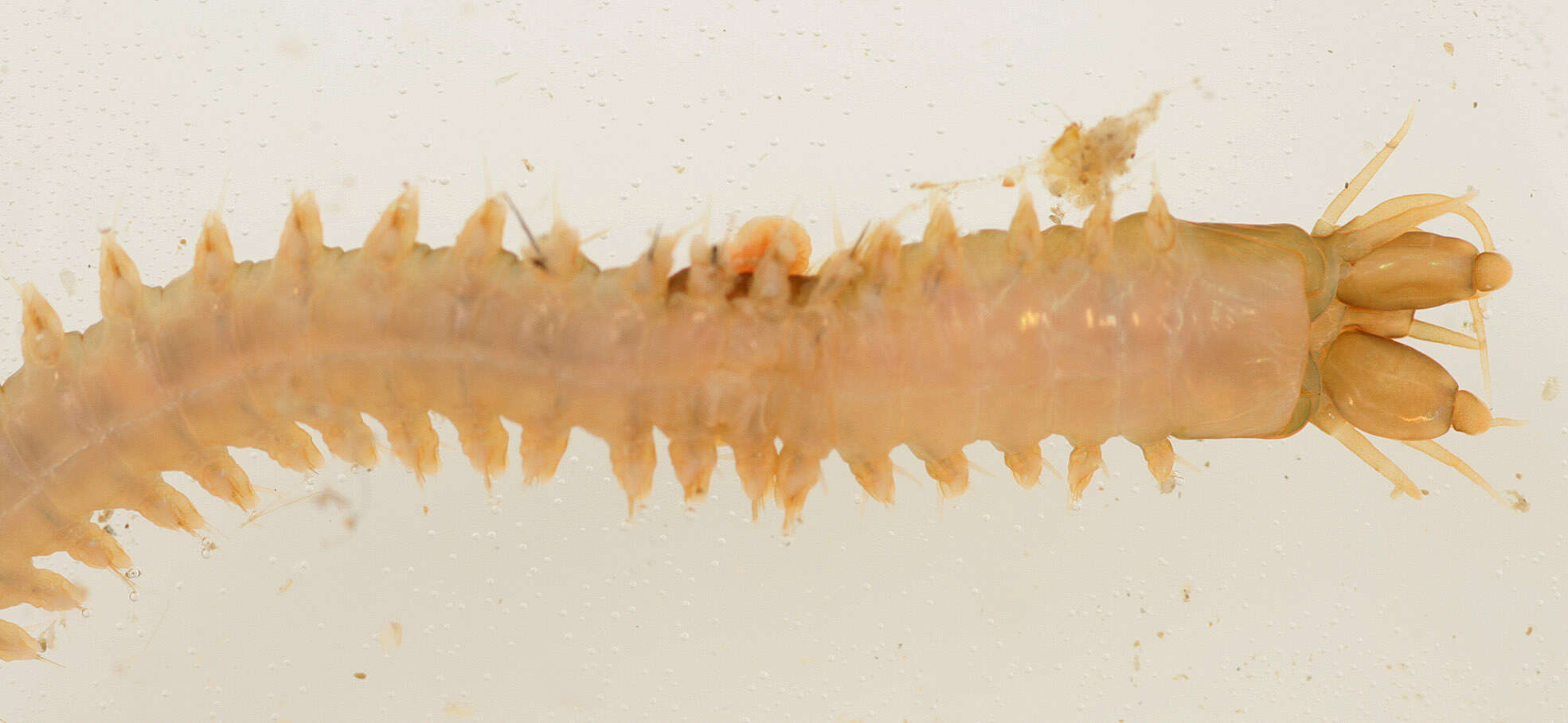Image of Slender Ragworm