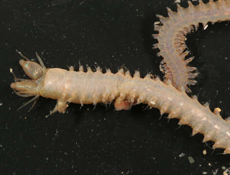 Image of Slender Ragworm