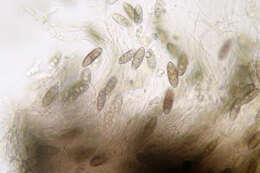 Image de Pyrenula macrospora (Degel.) Coppins & P. James