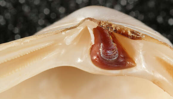 Image of surf clam