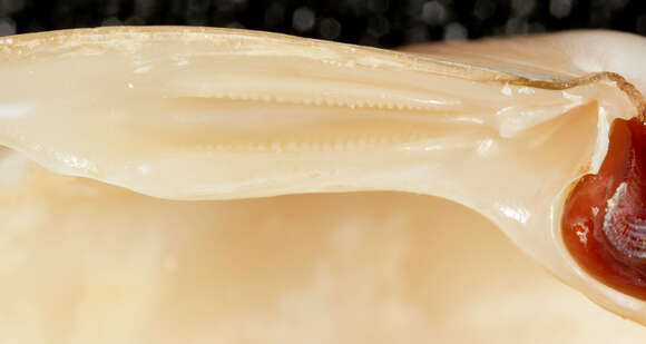 Image of surf clam