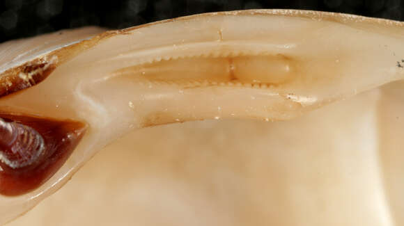 Image of surf clam