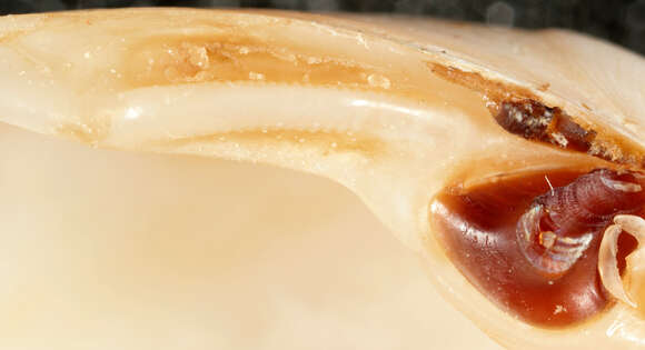 Image of surf clam