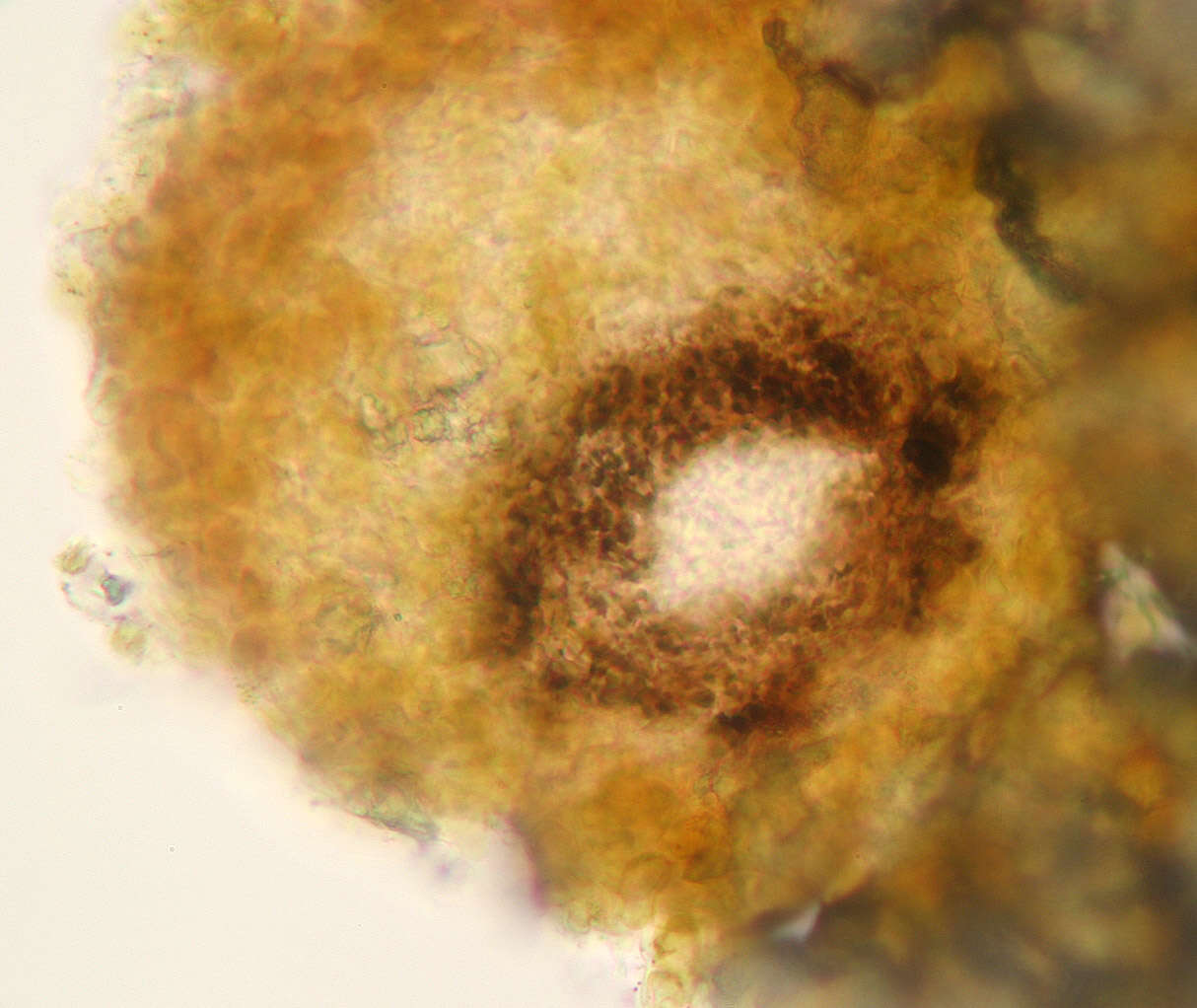 Image of Collemopsidium foveolatum (A. L. Sm.) F. Mohr