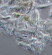 Image of Collemopsidium foveolatum (A. L. Sm.) F. Mohr